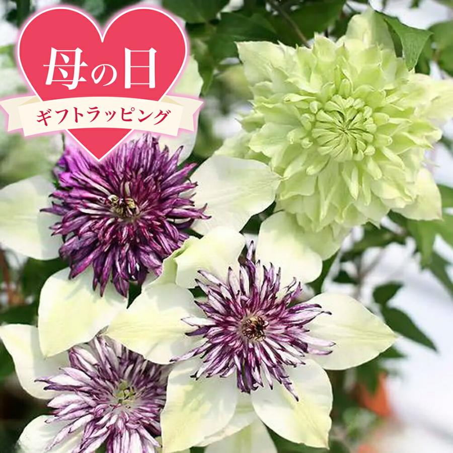 ●母の日ギフト●クレマチス　シーボルディ＆シロマンエ　ミックス植え　６号（１鉢）　送料無料　同梱不可　２０２６　母の日　５月１日〜５月１０日にお届け（Yahoo!・charm 第2ヤフー店）
