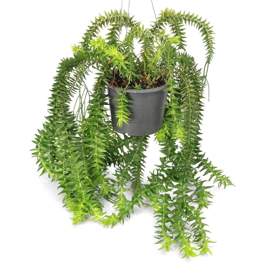 シダ　フペルジア　No.001 鉢、送料込 観葉植物）シダ リコポディウム フペルジア フレグマリア 吊り鉢タイプ