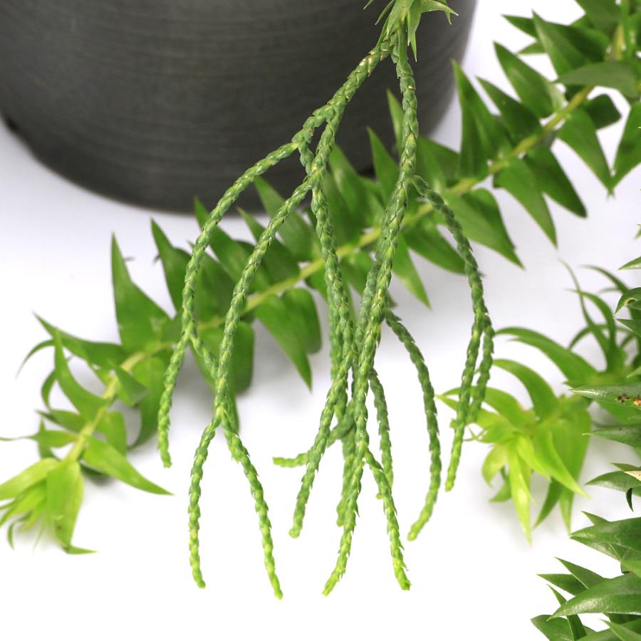 シダ　フペルジア　No.001 鉢、送料込 観葉植物）シダ リコポディウム フペルジア フレグマリア 吊り鉢タイプ