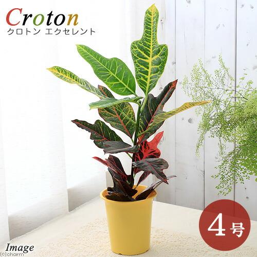 （観葉植物）クロトン　エクセレント　４号（１鉢）（Yahoo!・charm 第2ヤフー店）