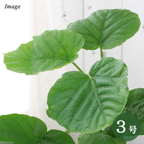 （観葉植物）フィカス　ウンベラータ　３号（１ポット）（Yahoo!・charm 第2ヤフー店）