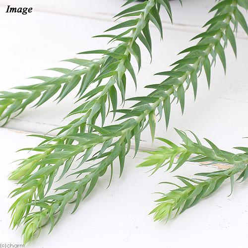 観葉植物）シダ リコポディウム フペルジア ゴエベリー 吊り鉢タイプ