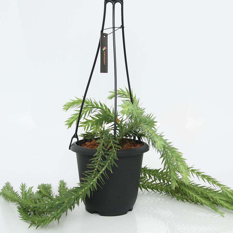 観葉植物）シダ リコポディウム フペルジア ゴエベリー 吊り鉢タイプ