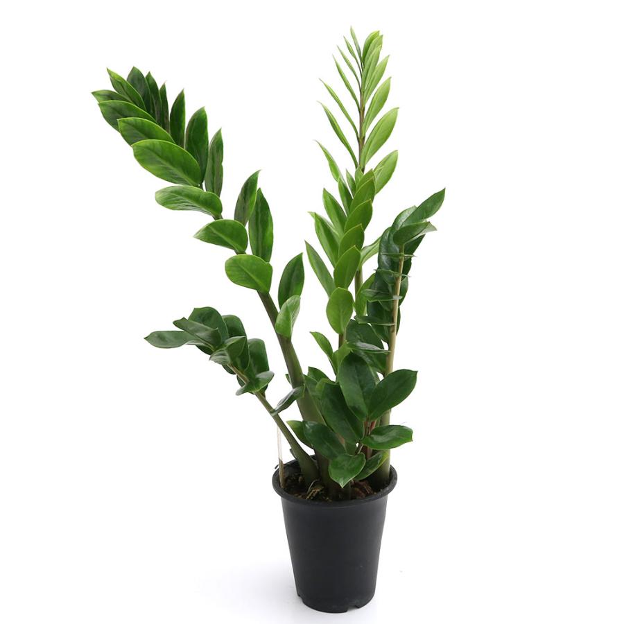 （観葉植物）ザミオクルカス　４号（１鉢）（Yahoo!・charm 第2ヤフー店）