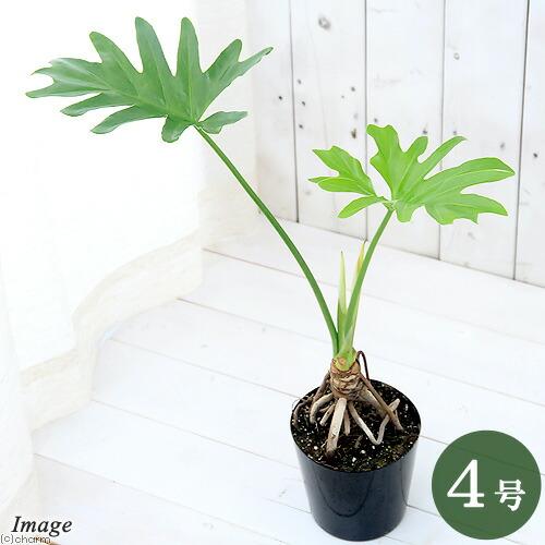 チャーム（charm） （観葉植物）フィロデンドロン セローム 根上り 3