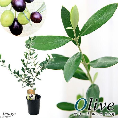 （観葉植物）果樹苗　オリーブの木　ルッカ　３．５号（１鉢）　家庭菜園（Yahoo!・charm 第2ヤフー店）