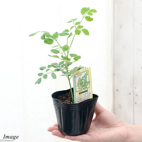 （観葉植物）モリンガ　オレイフェラ　わさびの木　苗木　３〜３．５号（１鉢）（Yahoo!・charm 第2ヤフー店）