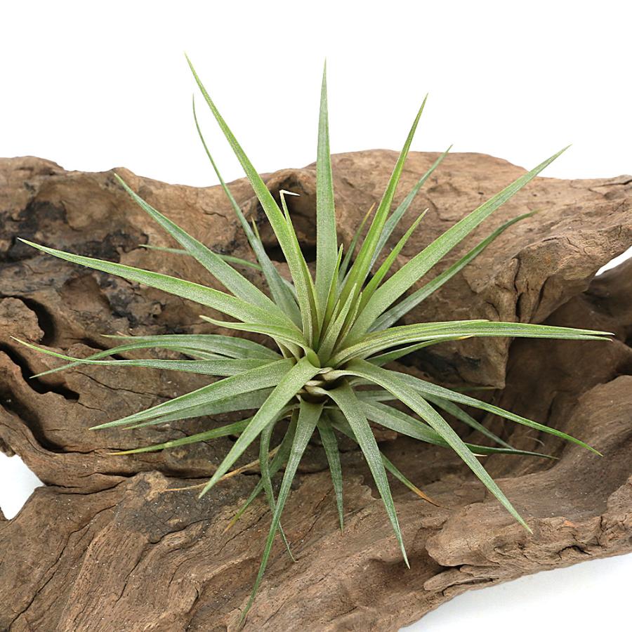 観葉植物）エアープランツ チランジア ロンボイデア（1株） : charm