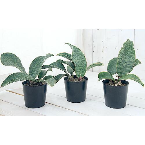 観葉植物）サンスベリア マッソニアーナ 3〜3．5号（1鉢） : charm