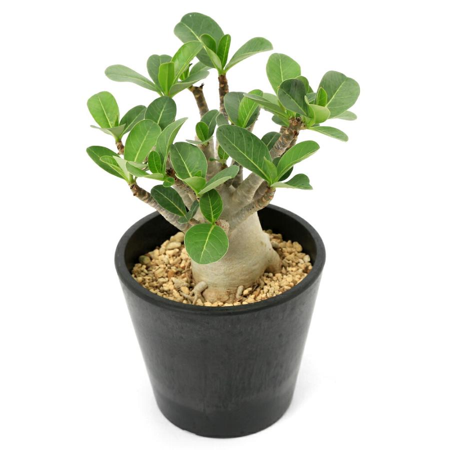 チャーム（charm） （多肉植物）アデニウム アラビカム 5号（1鉢
