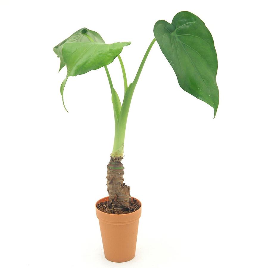 （観葉植物）アロカシア　ククラタ　シマクワズイモ　２号ロング（１鉢）（Yahoo!・charm 第2ヤフー店）