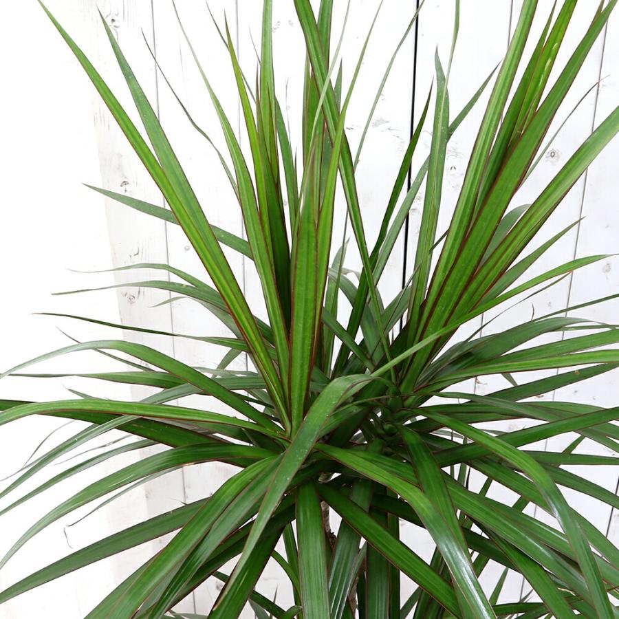 チャーム（charm） （観葉植物）大型 インテリア ドラセナ マジナータ