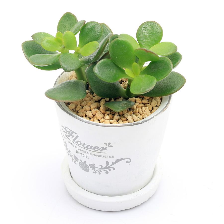 （観葉植物）クラッスラ　花月（金のなる木）　フレグランドラウンドポットＸＸＳ植え（１鉢）　受皿付　鹿沼土　鉢植え　おしゃれ　室内　プレゼント（Yahoo!・charm 第2ヤフー店）