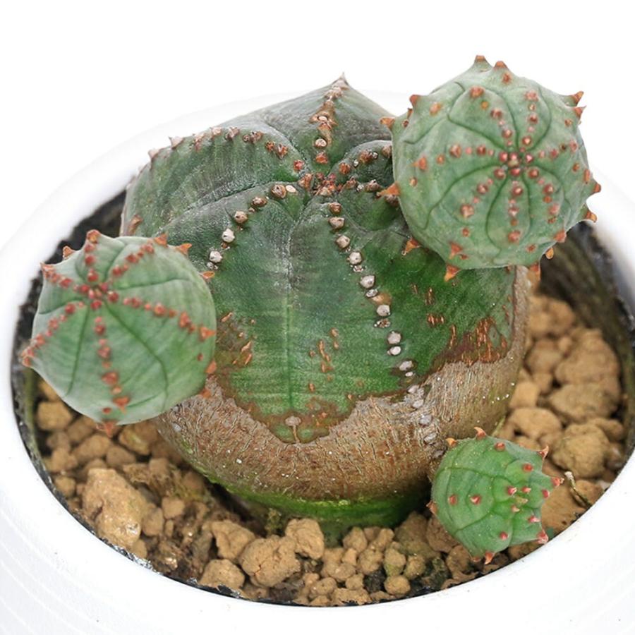 チャーム（charm） （多肉植物）ユーフォルビア オベサブロウ 2．5号