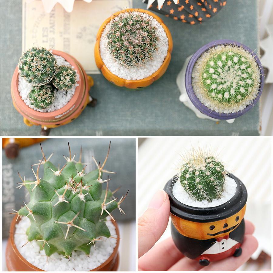 チャーム（charm） （多肉植物）サボテン寄せ植え ハロウィン ミニ