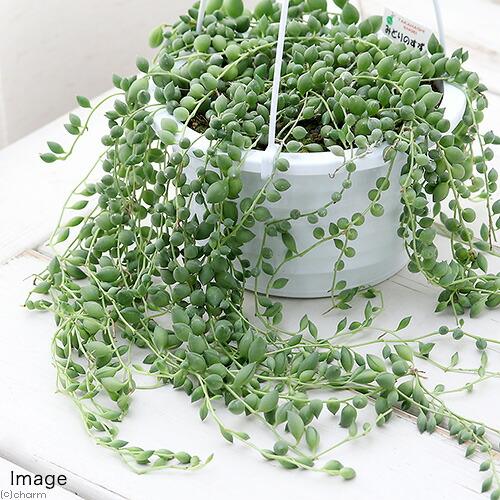 チャーム（charm） （多肉植物）グリーンネックレス 吊り鉢タイプ 5号 