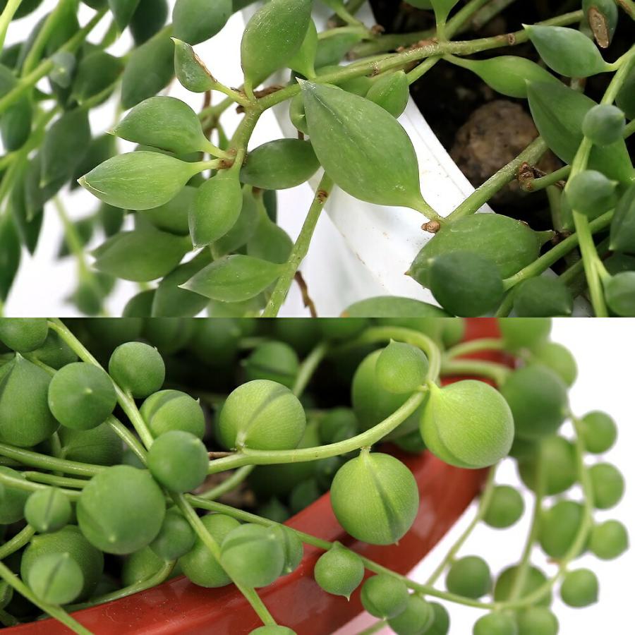 チャーム（charm） （多肉植物）グリーンネックレス 吊り鉢タイプ 5号 