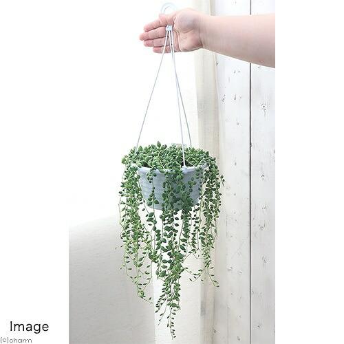 ◆5号吊り鉢◆ボリューム満点　もりもりの　グリーンネックレス◆多肉植物 チャーム（charm） （多肉植物）グリーンネックレス 吊り鉢タイプ 5号