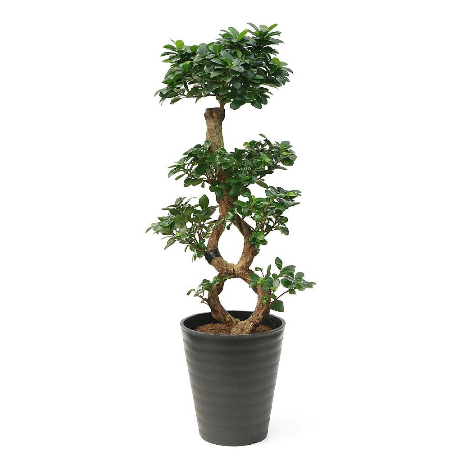 チャーム（charm） （観葉植物）大型 インテリア ガジュマル 8の字 8