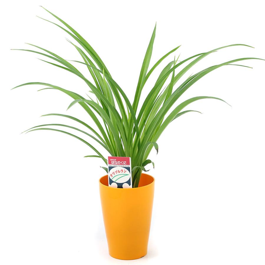 チャーム（charm） （観葉植物）オリヅルラン 斑無し 4号（1鉢