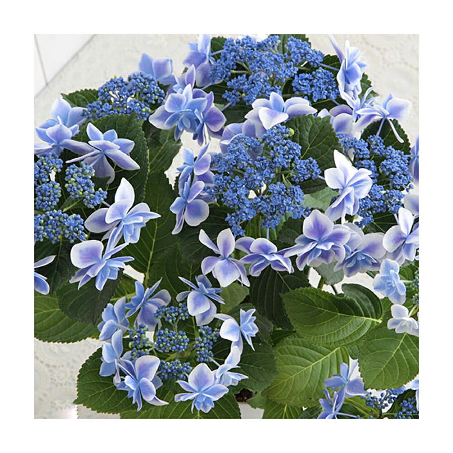 観葉植物）西洋アジサイ コンペイトウ ブルー 花無し株（剪定済み）5
