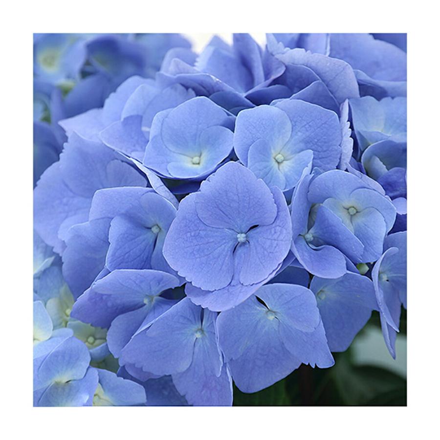 観葉植物）西洋アジサイ ブルーステッキ 花無し株（剪定済み）5号（1