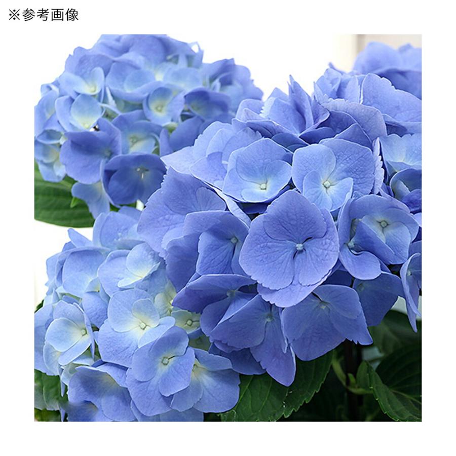 観葉植物）西洋アジサイ ブルーステッキ 花無し株（剪定済み）5号（1