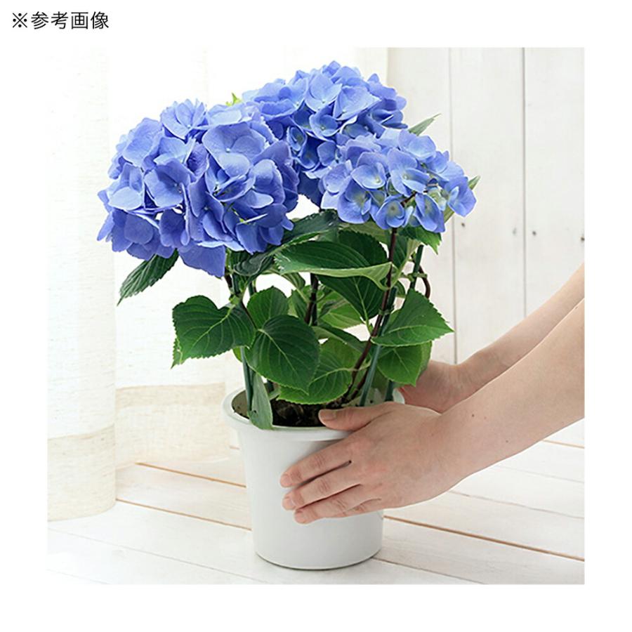 観葉植物）西洋アジサイ ブルーステッキ 花無し株（剪定済み）5号（1