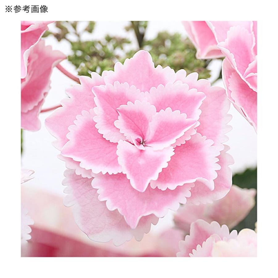 観葉植物）西洋アジサイ きらきら星 ピンク 花無し株（剪定済み） 5号