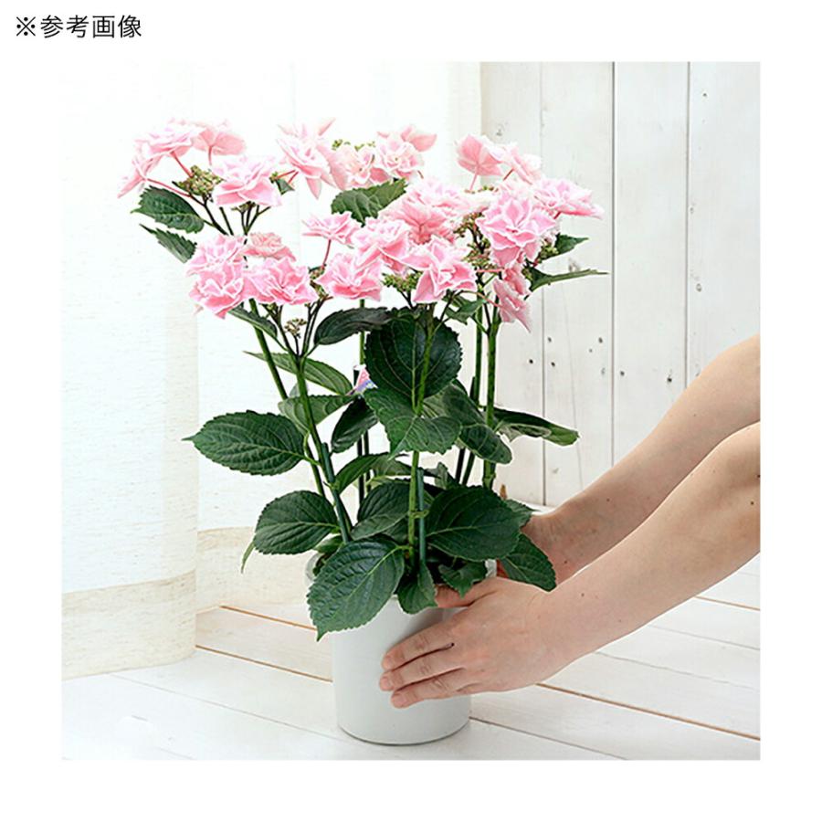 観葉植物）西洋アジサイ きらきら星 ピンク 花無し株（剪定済み） 5号