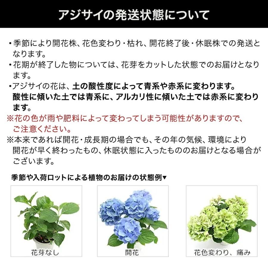 観葉植物）西洋アジサイ きらきら星 ピンク 花無し株（剪定済み） 5号