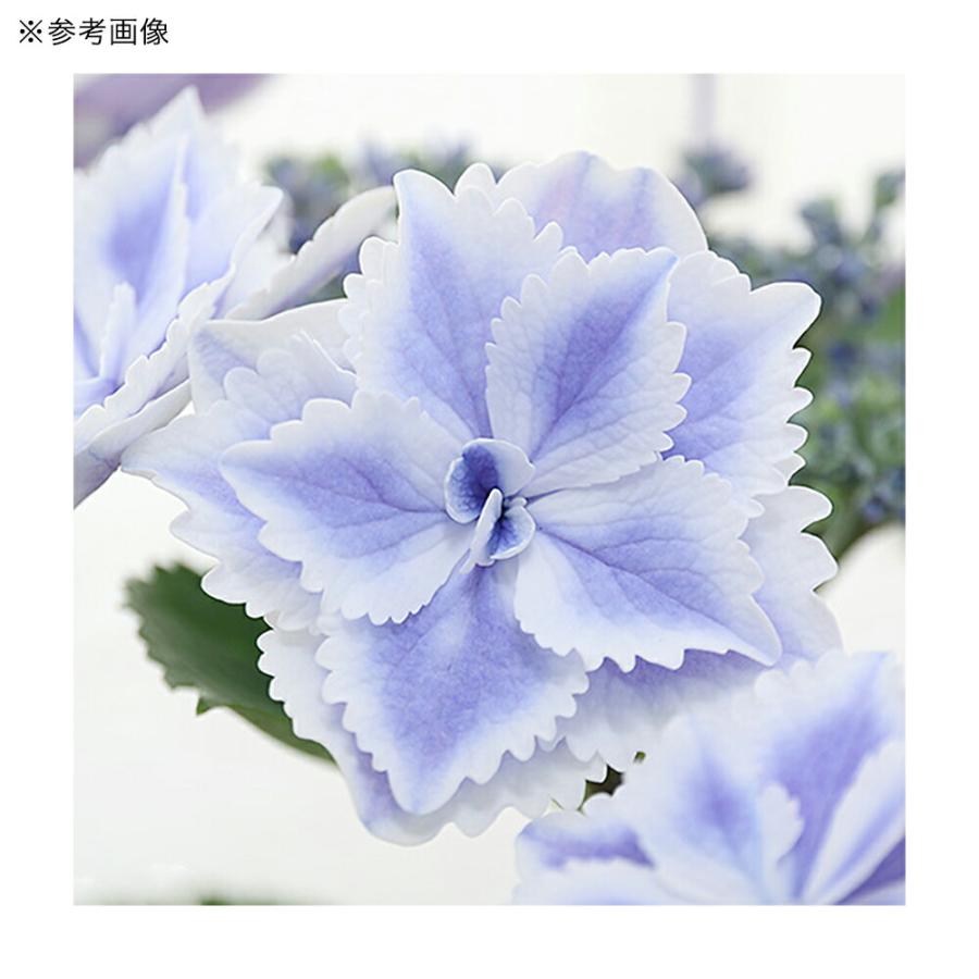 観葉植物）西洋アジサイ きらきら星 ブルー 花無し株 5号（1鉢