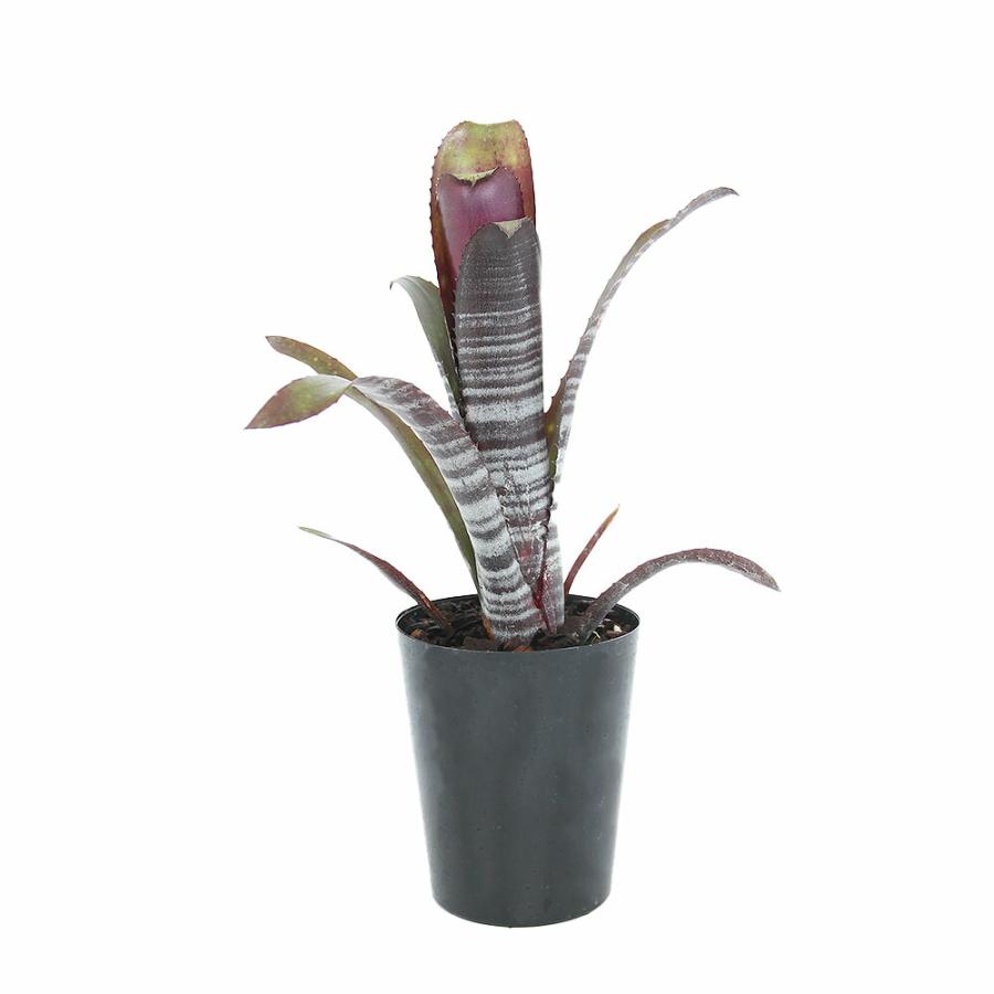 ビルベルギア　ダースベイダー　タンクブロメリア チャーム（charm） （観葉植物）ビルベルギア ダースベイダー（1株