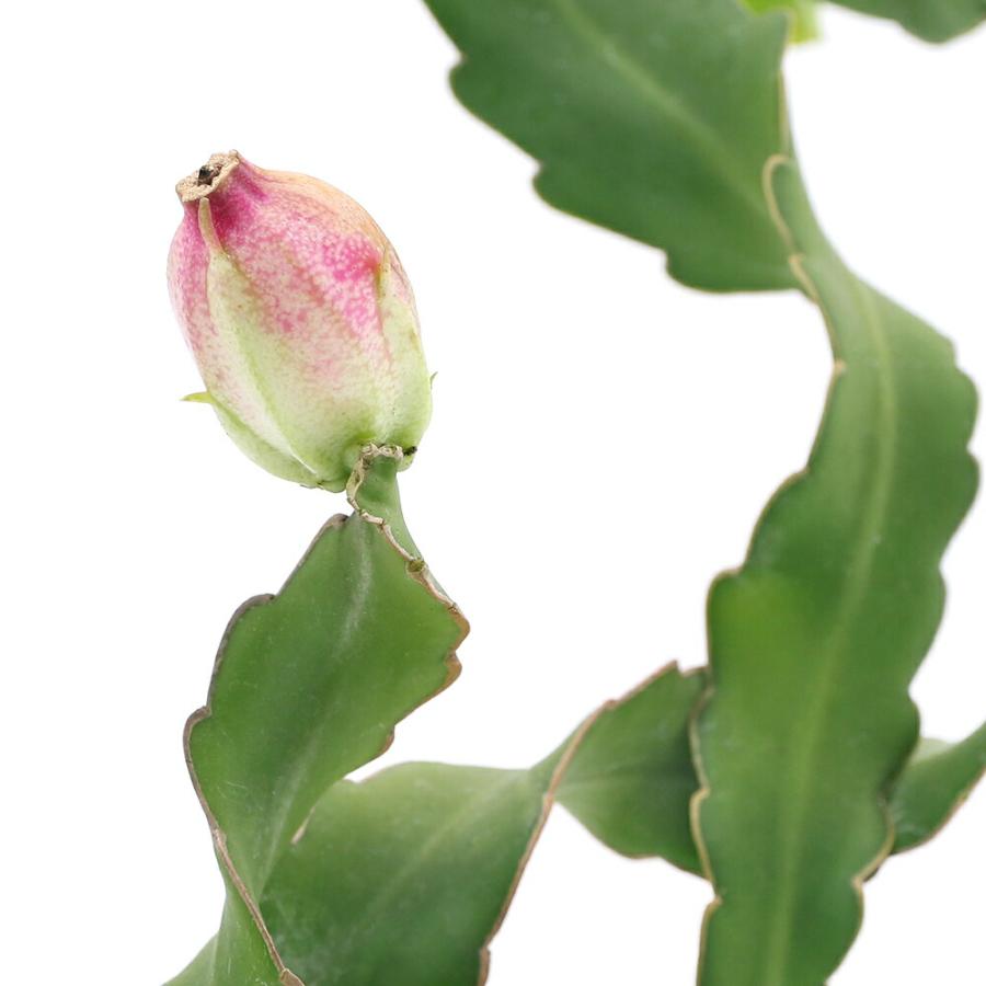 （観葉植物）果樹苗　ミニドラゴンフルーツの苗　吊り鉢タイプ　４号（１鉢）　果物　フルーツ