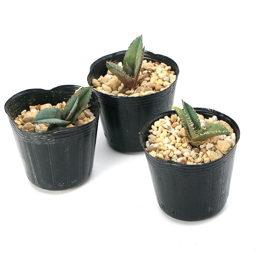 チャーム（charm） （多肉植物）アガベ チタノタ ブルー 実生苗 2〜3