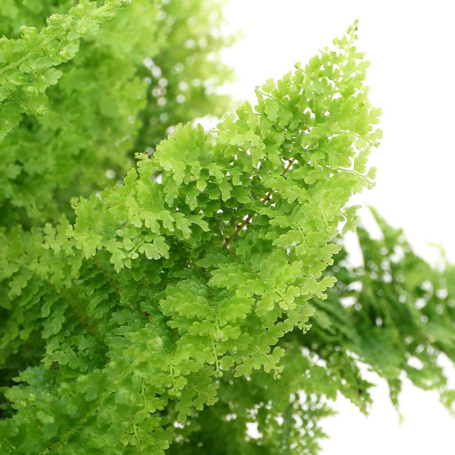 （観葉植物）シダ　ネフロレピス　スコッチモス（スコッチ）　４号（１鉢）（Yahoo!・charm 第2ヤフー店）