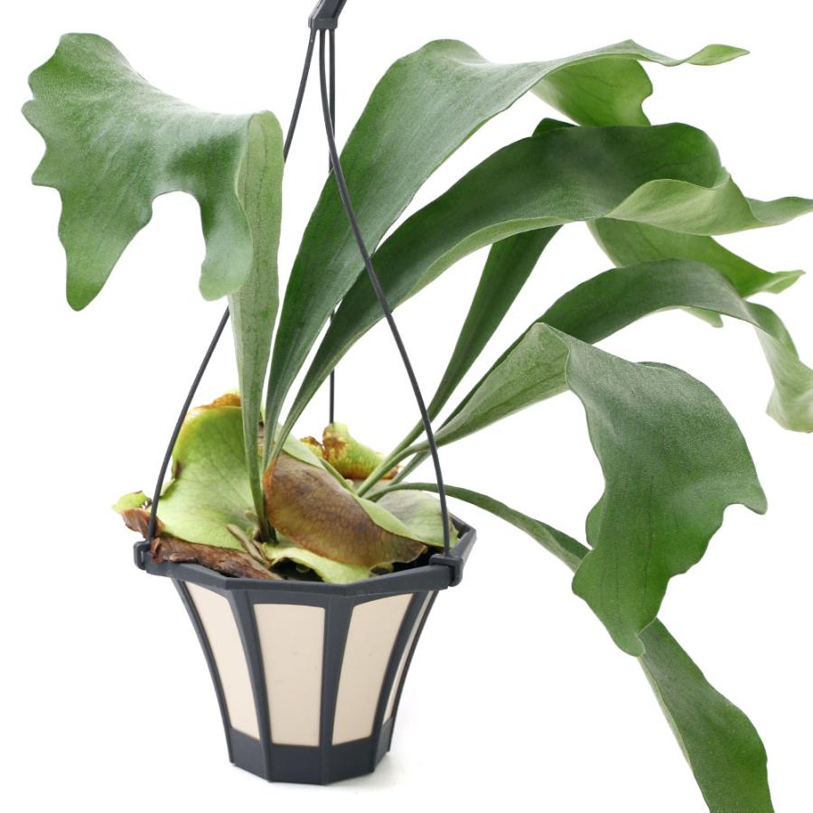 ビカクシダ コウモリラン 吊り鉢 チャーム（charm） （観葉植物）コウモリラン ビカクシダ 吊り鉢タイプ