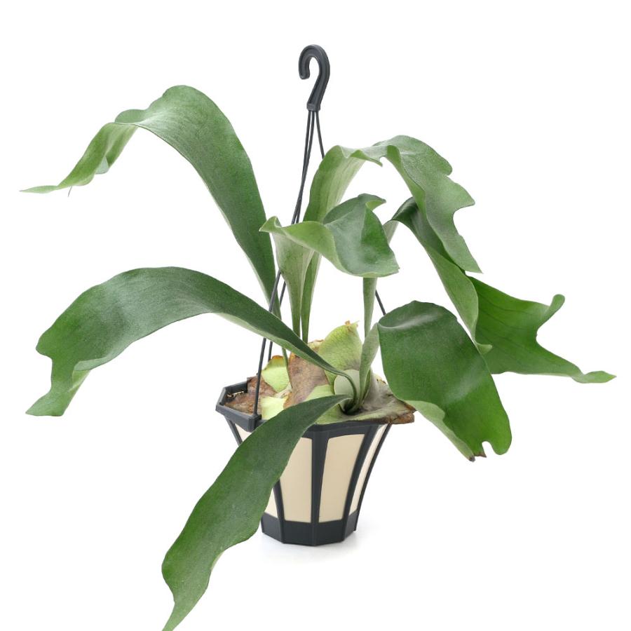 チャーム（charm） （観葉植物）コウモリラン ビカクシダ 吊り鉢タイプ