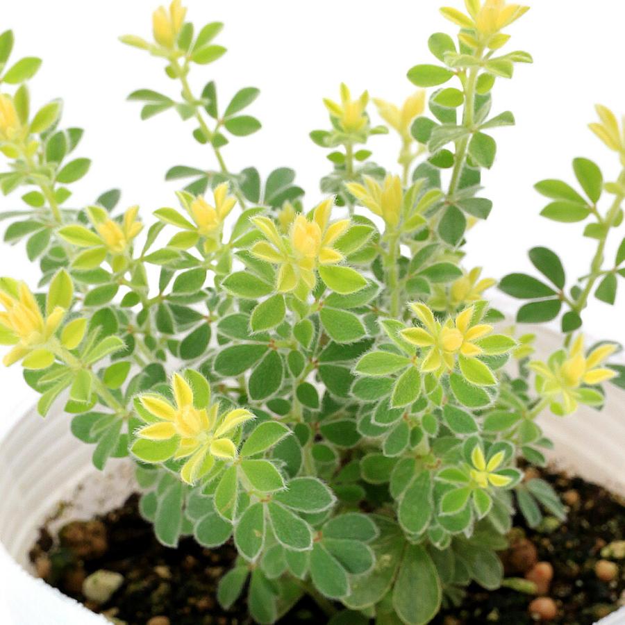 （観葉植物）ロータス　ブリムストーン　３号（１ポット）（Yahoo!・charm 第2ヤフー店）