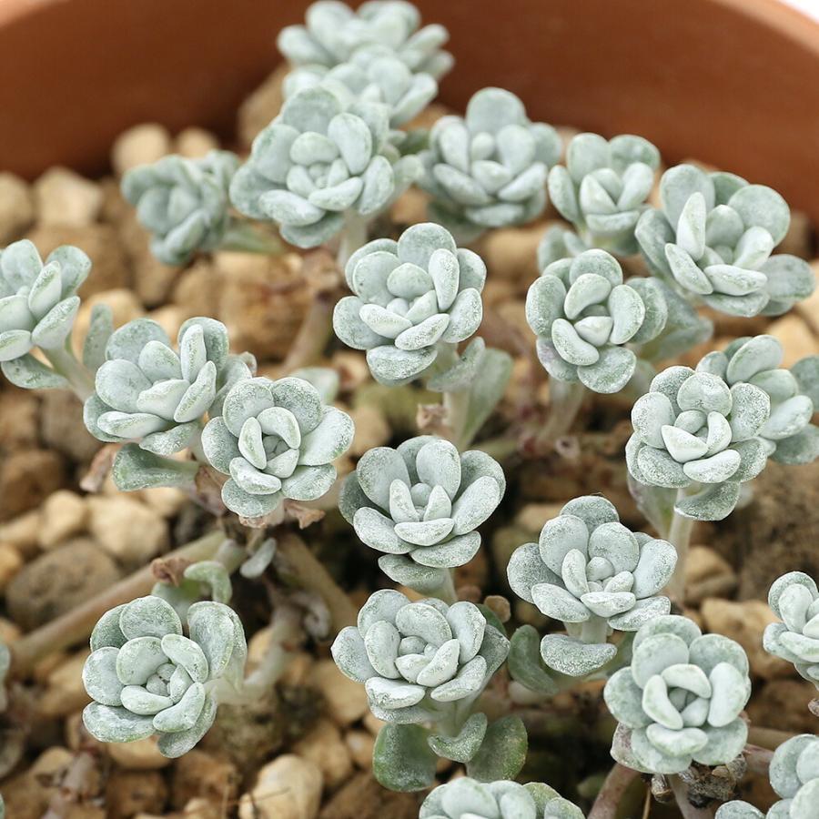 （多肉植物）セダム　白雪ミセバヤ　３号（１鉢）（Yahoo!・charm 第2ヤフー店）