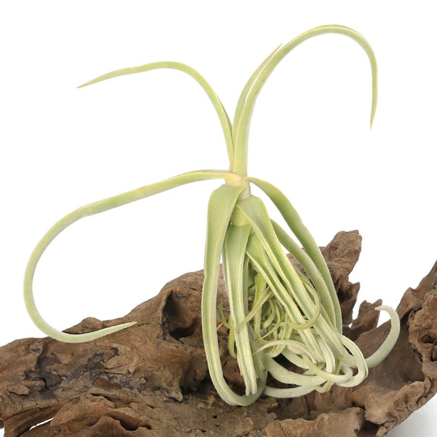 観葉植物）エアープランツ チランジア ドーラティ Sサイズ（1株