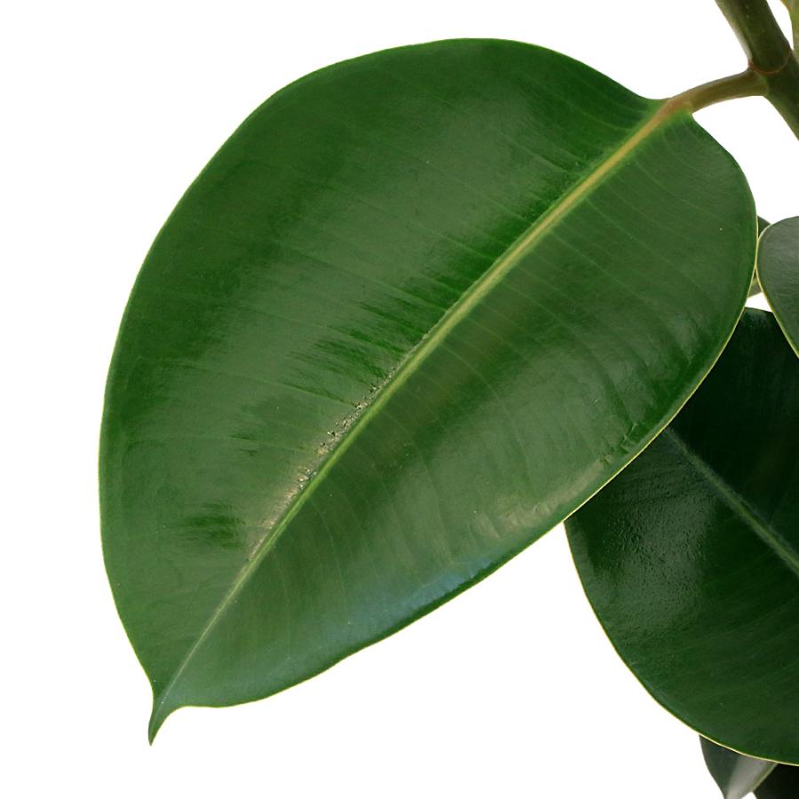 観葉植物 フィカス ソフィア 195cm・10号 観葉植物）フィカス ソフィア 7号（1鉢） : charm 第2ヤフー店