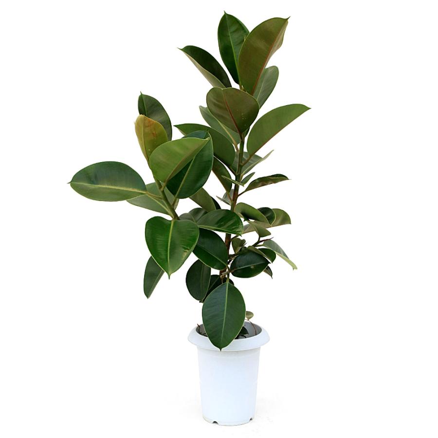 観葉植物）フィカス ソフィア 7号（1鉢） : charm 第2ヤフー店