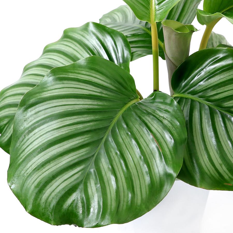（観葉植物）インテリア　カラテア　オルビフォリア　６号（１鉢）（Yahoo!・charm 第2ヤフー店）