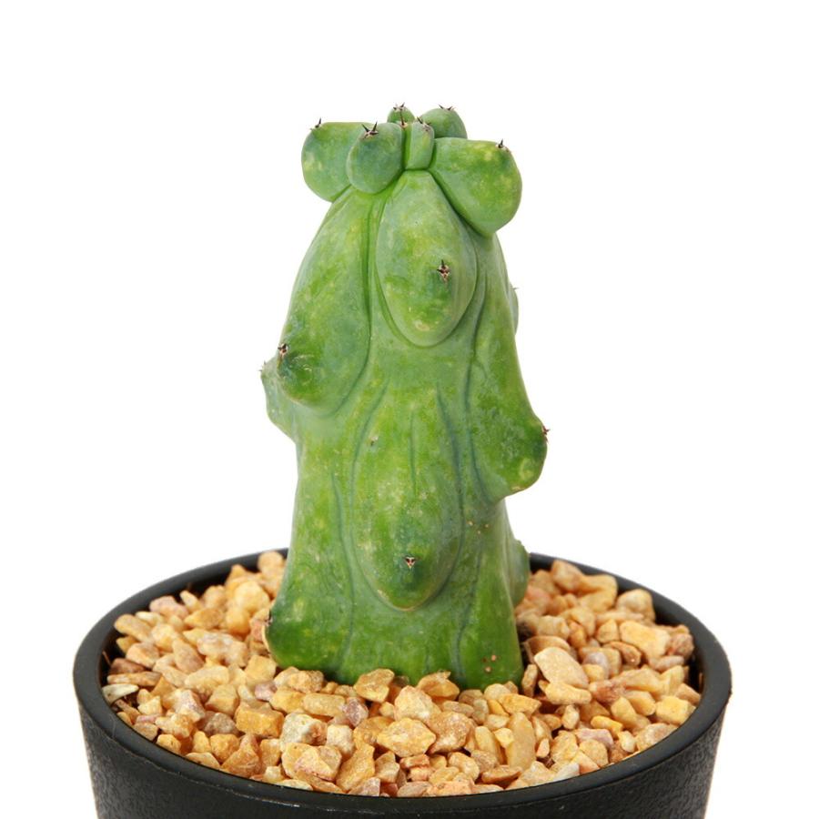 多肉植物）サボテン ミルチロカクタス 福緑竜神木 3．5号 1本立（1