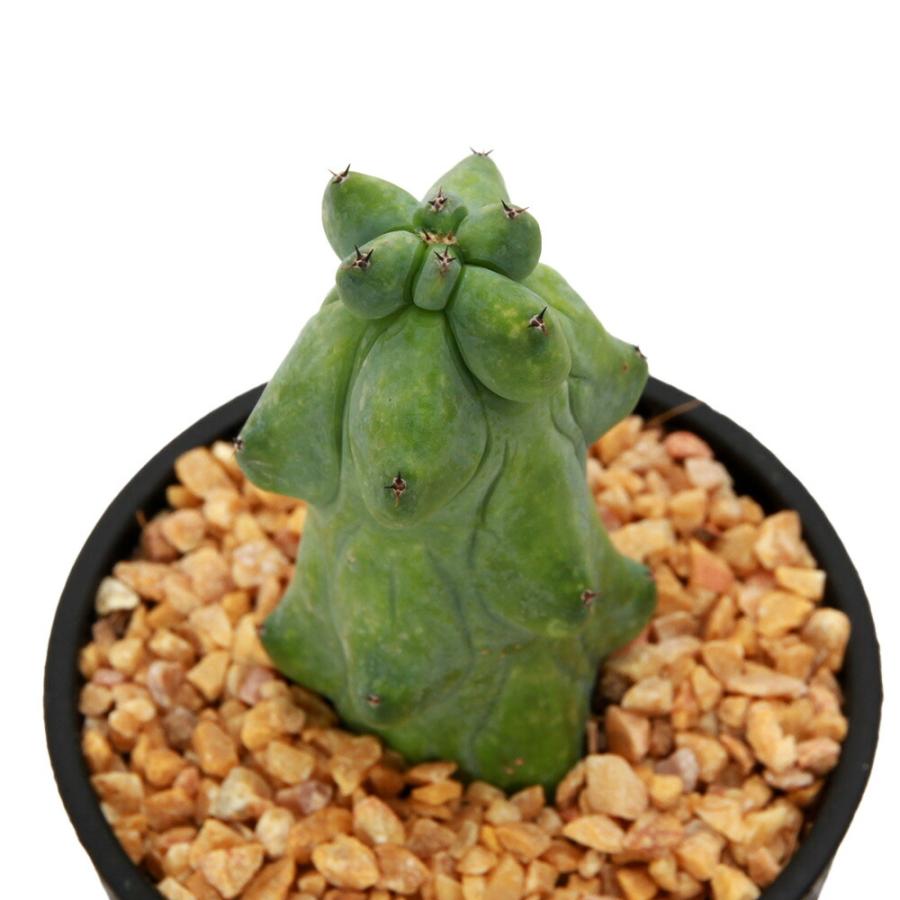 多肉植物）サボテン ミルチロカクタス 福緑竜神木 3．5号 1本立（1