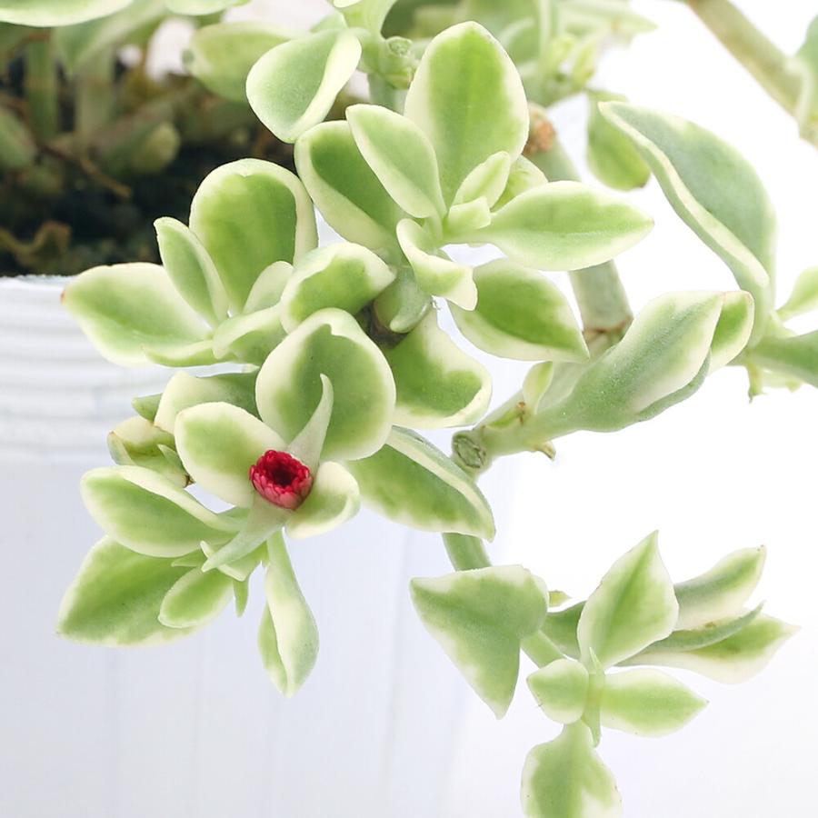 チャーム（charm） （観葉植物）ベビーサンローズ 斑入り 2．5〜3号