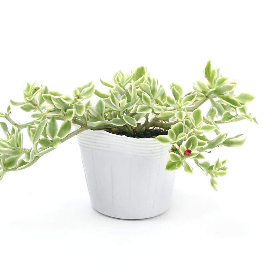 チャーム（charm） （観葉植物）ベビーサンローズ 斑入り 2．5〜3号