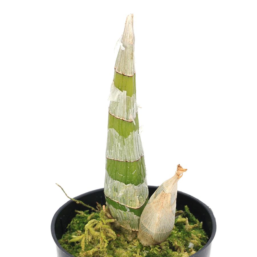 チャーム（charm） （観葉植物）洋ラン フレッドクラーケアラ アフター