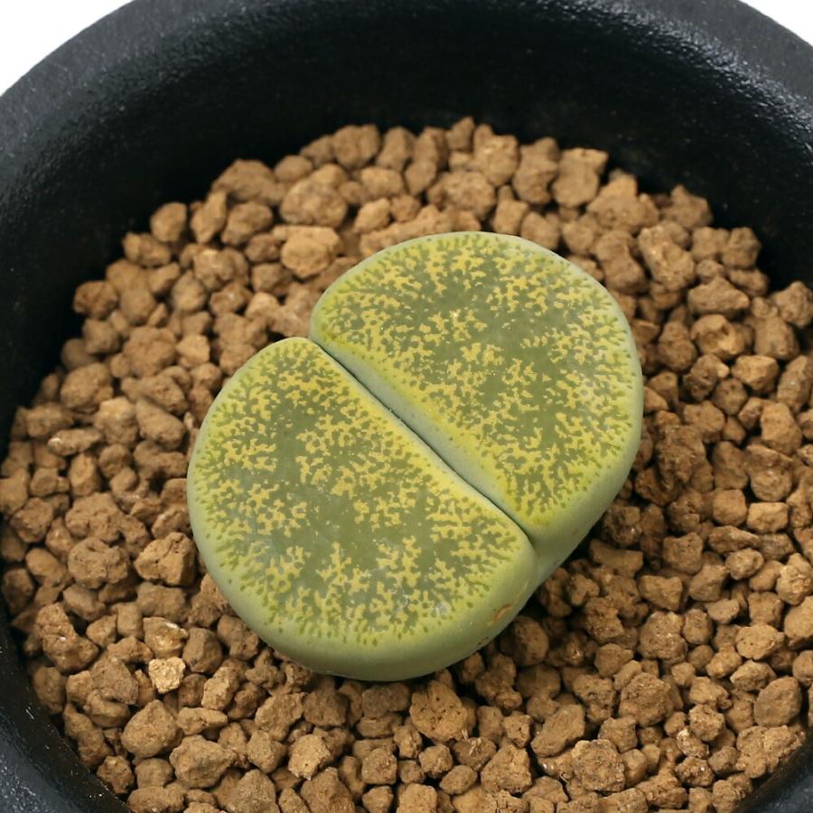 （多肉植物）品種系リトープス　アルビニカ　１株植え　２．５号（１鉢）（Yahoo!・charm 第2ヤフー店）